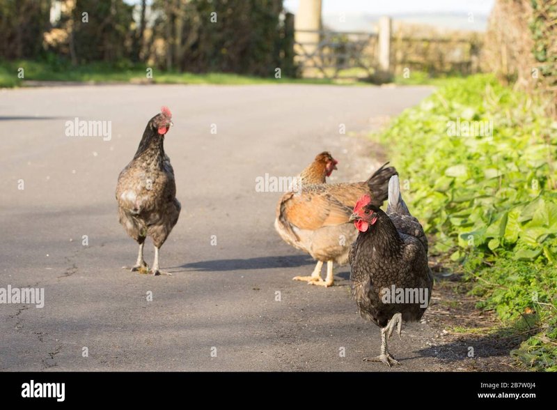 Un aperçu de chicken road casino