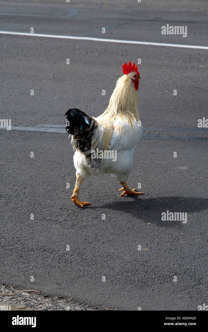 Descubre la emoción de Chicken Road en los casinos de España - overview